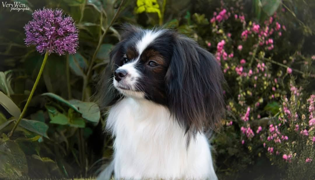 misteriya Izzy Lucky Doll