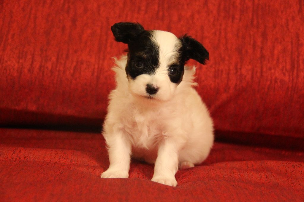 Ditrysia's - Chiots disponibles - Epagneul nain Continental (Papillon)